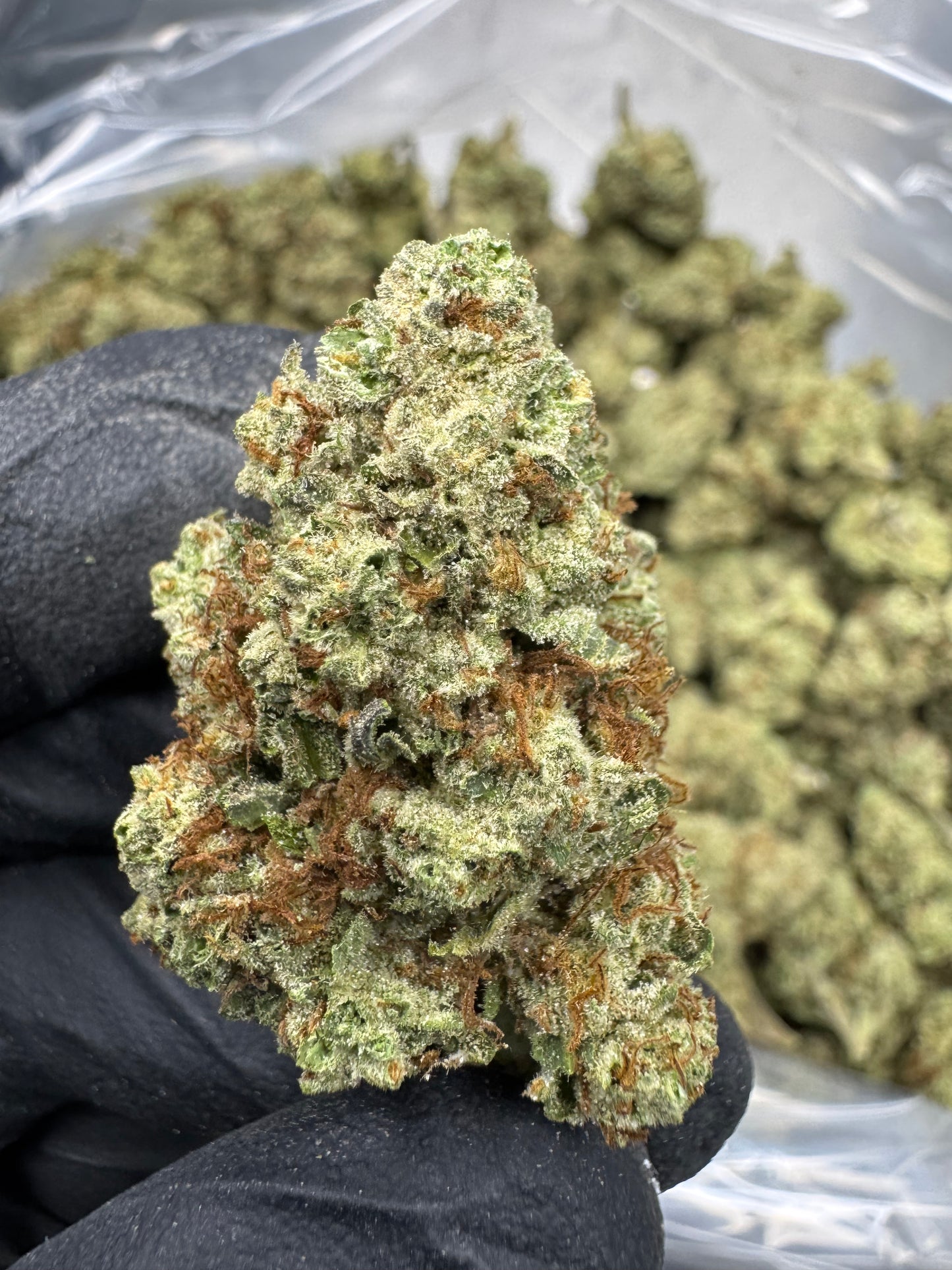 Blueberry Muffin