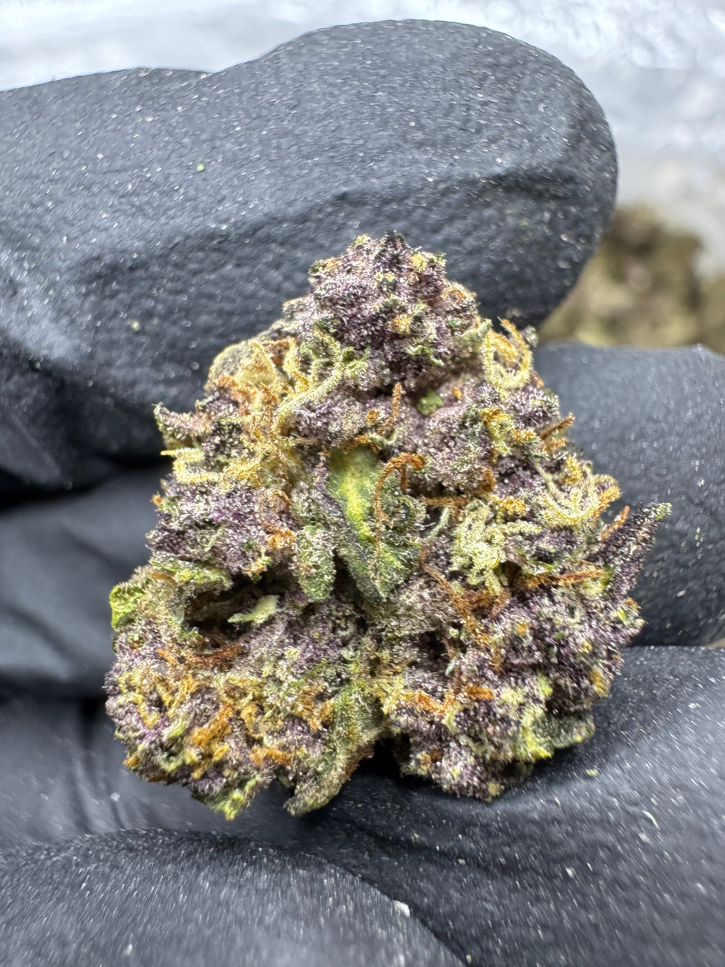 Tropicana Cherry- Top Shelf Outdoor Mediums