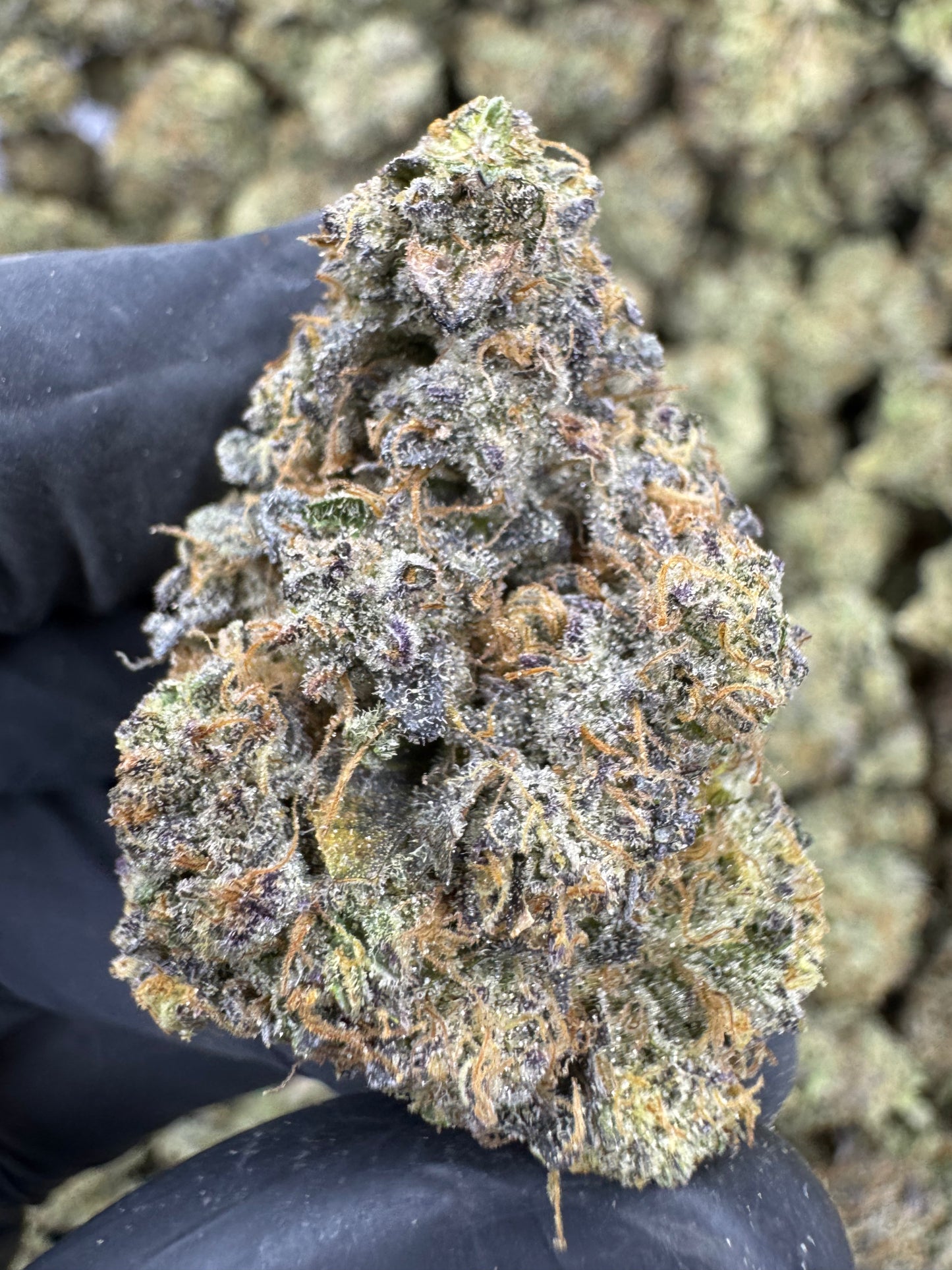 Candy Land