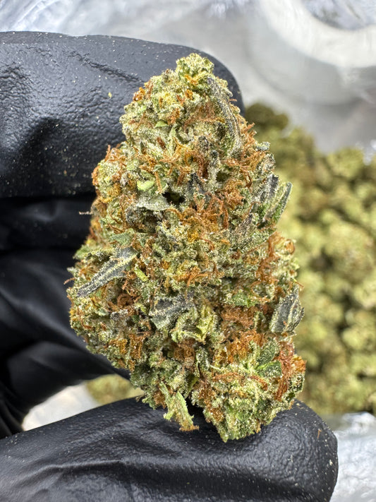 Gelato 41
