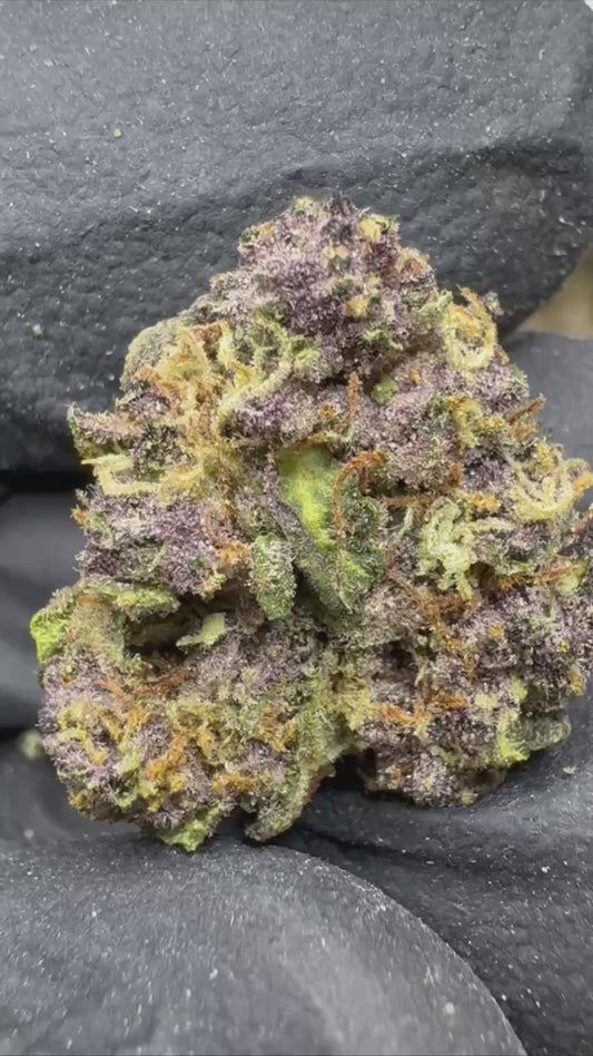 Tropicana Cherry -  Mediums