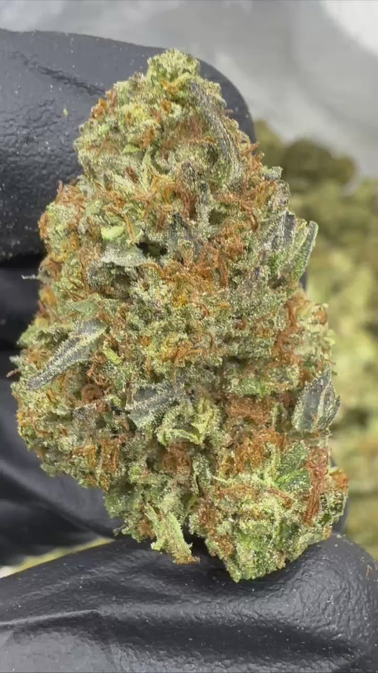 Gelato 41