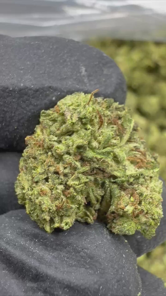 Rainbow Sherbet - SMALLS